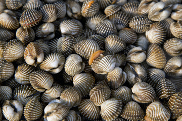 Fresh and delicious cockles for seafood background