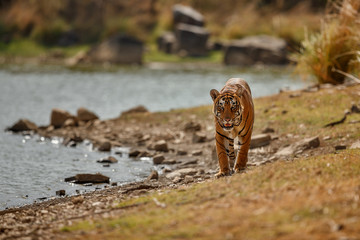 Majestic royal bengal tiger male walks towards photographer/Majestic royal bengal tiger male walks towards photographer