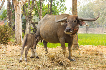 Buffalo are breastfeeding Thailand