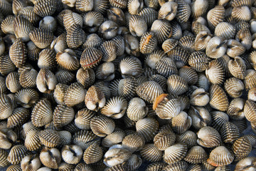 Fresh and delicious cockles for seafood background