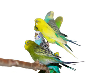 budgerigars
