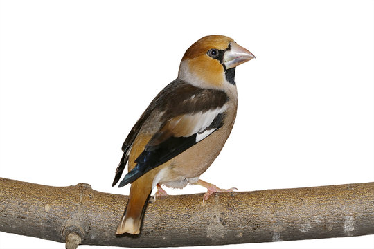 Grosbeak