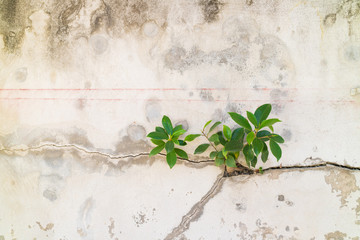 Small plants germinated from the cracked concrete wall backgroun