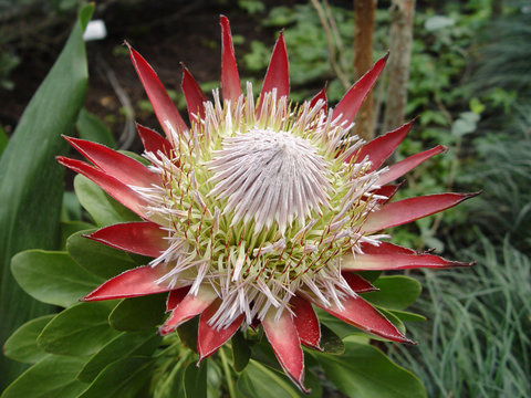 Fototapeta big flower Protea cynaroides - king protea