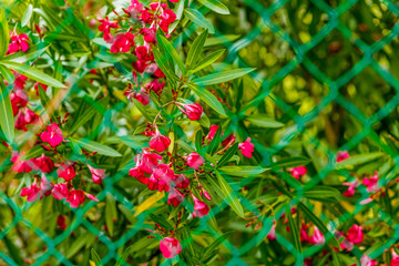 red flowers and green leaves oleander