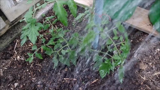 Tomaten gie&szlig;en im Gew&auml;chshaus