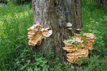 Wild tree fungus growing on wood, mushrooms  group of fungi of the division Basidiomycota. Healthy...