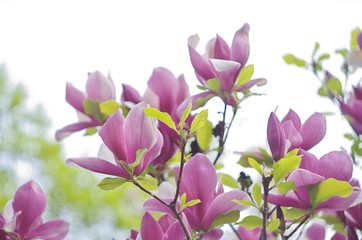 Fototapeta premium magnolia