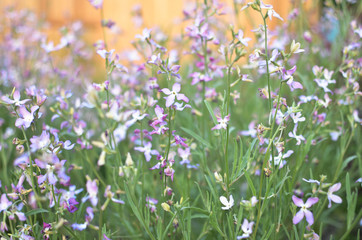 Obraz na płótnie Canvas Night flowers violet spring gentle background