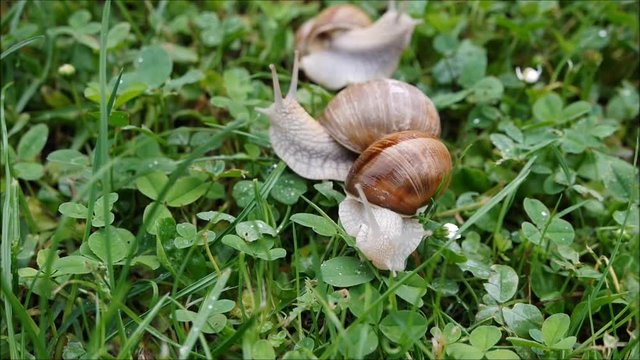 viele Weinbergschnecken