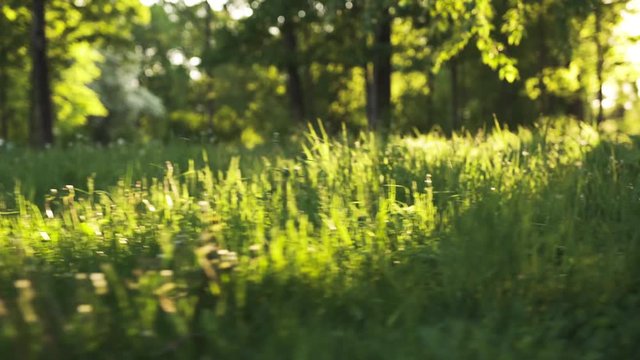 wild grass in sunset light fast moving sideways with gimbal motion blur