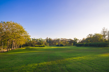 Tree with green lawn in central public park freedom time in even