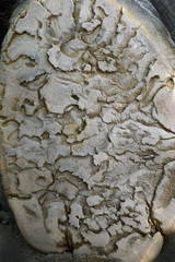 Elephant foot , foot print on the elephant foot