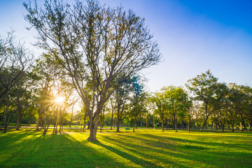 Tree with green lawn in central public park freedom time in even