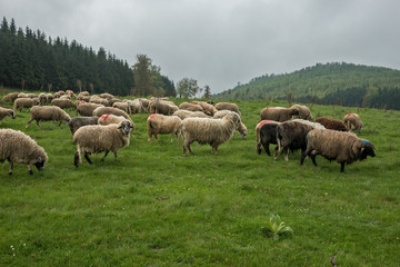 Obraz na płótnie Canvas Hairy sheep on a green meadow