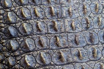 Fototapeta na wymiar Crocodile skin texture background