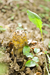Delicious Amanita Rubescens The Blusher