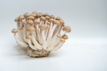 Shimeji Mushrooms