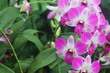 Dendrobium Eastern Vigor 1