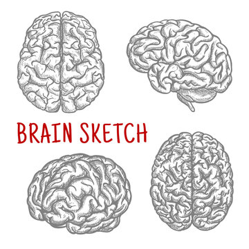 Human brain at different angles engraving sketches