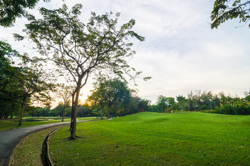 Obraz premium Pathway and tree on beautiful green city park