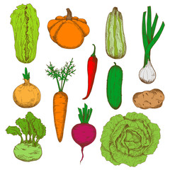 Healthy fresh harvested vegetables sketch icons