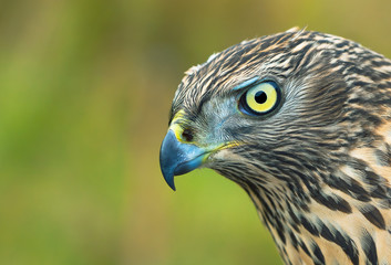 Northern Goshawk