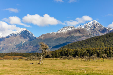 Lonely tree in Glenorchy, New Zealand