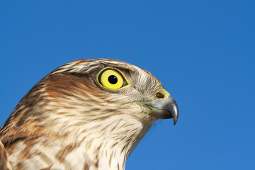 Obraz premium Sparrow-hawk