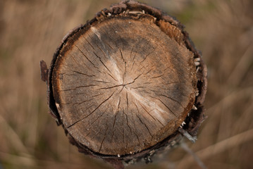 texture background truncated tree