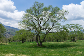春の笹ヶ峰高原