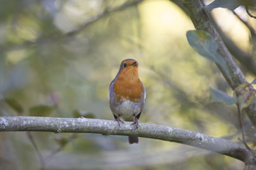 Robin Red Breast (Erithacus rubecula) spotted in Dublin
