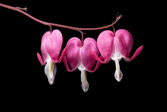Fototapeta Bleeding Heart Flowers Close Up
