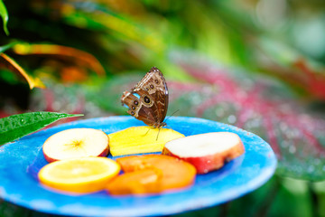 A shallow focus closup image of a beautiful Butterfly