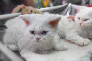 Selkirk Rex kitten