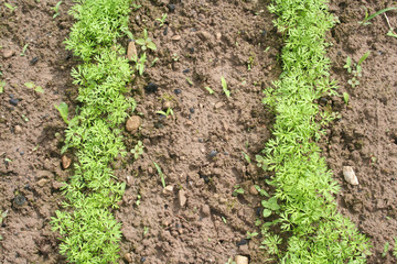 file di piante di carota seminate nell'orto