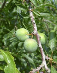 Raw peaches hanging closeup