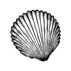 seashell on white background
