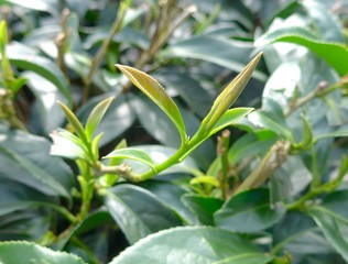 The plantation of tea at farm in Taiwan