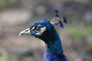 pavone maschio uccello esotico 