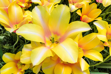 Obraz premium Tulip field in Keukenhof Gardens, Lisse, Netherlands