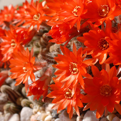 red cactus Chamaeocereus silvestrii