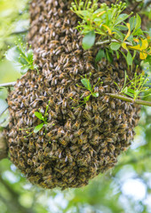 Abeille, apiculteur
