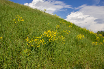 Slope of a green hill with flowers and blue clear sky. Panorama of wild summer herbs. A large sky on a summer day.