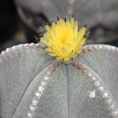 yellow cactus Astrophytum myriostigma (Bishop's Cap Cactus)