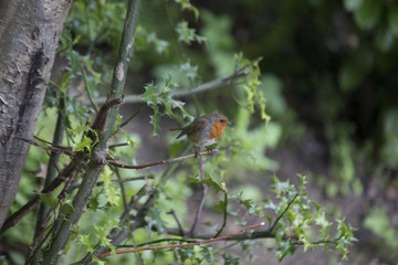 Robin Red Breast (Erithacus rubecula)