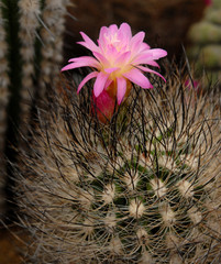 pink cactus Neoporteria (Eriosyce)