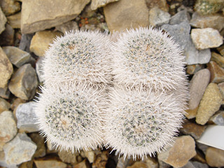 white cactus Mammilaria parkinsonii