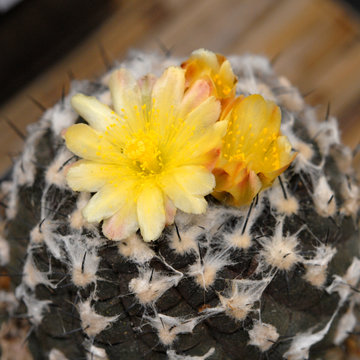 yellow cactus Copiapoa