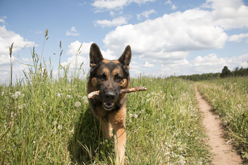 Dog german shepherd on the field in summer day